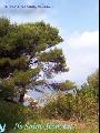 Les magnifiques pins au bord des rochers